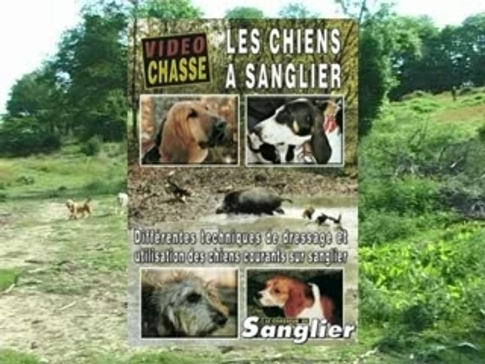 LES CHIENS A SANGLIER