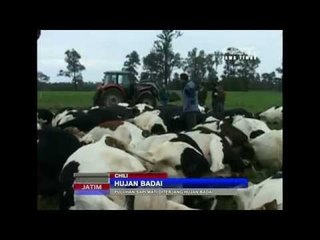NET JATIM - Puluhan sapi mati diterjang hujan badai