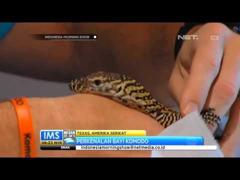 IMS - Bayi komodo diperlihatkan di Kebun Binatang Texas