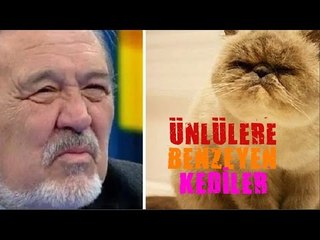 ÜNLÜLERE BENZEYEN KEDİLER