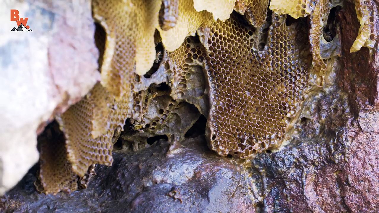 Is KILLER BEE Honey Dangerous?!