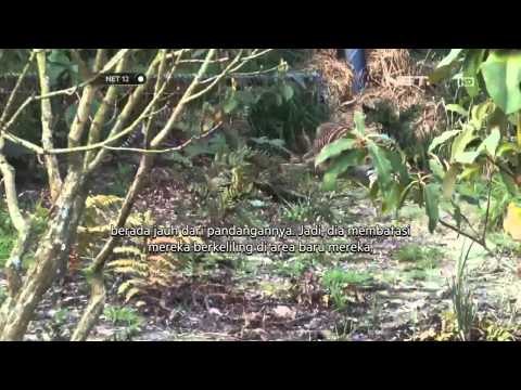 NET12 - Bayi harimau Sumatra lahir di Inggris