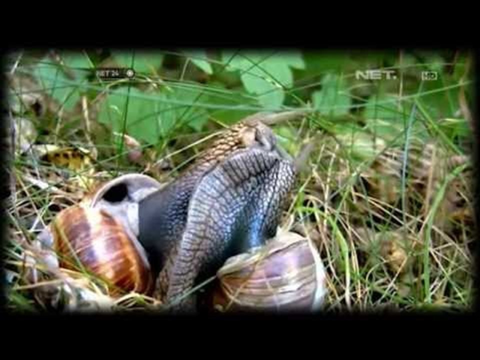 NET24 - You Have To Know - Snails