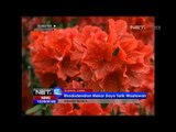 NET12 - Tanaman Rhododendron Mekar