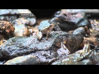 NET12 - Kodok Menari