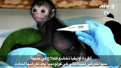 القردة أوليفيا تخضع للعلاج في حديقة حيوانات في مدينة كالي