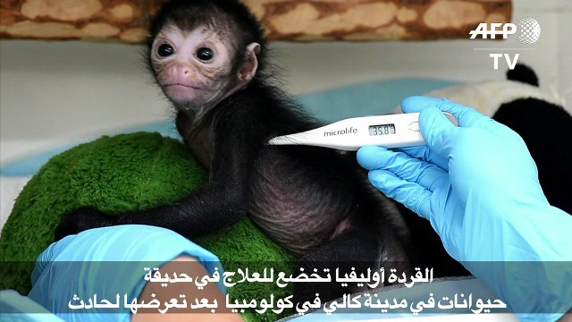 القردة أوليفيا تخضع للعلاج في حديقة حيوانات في مدينة كالي