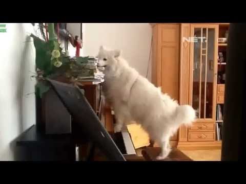 NET24 - Hewan peliharaan memainkan alat musik