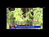 NET12 - Evakuasi Panda yang Terjebak di Hutan Bambu