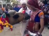 Camel truly sucks at a street performance in India