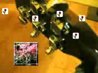 Des Géraniums pour Marlène