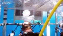 Huge great white shark attacks cage with divers inside