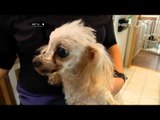 NET24 - Sebuah rumah di Marryland Amerika jadi rumah bagi belasan anjing tua dan sakit