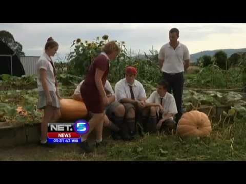 NET5 - Kompetisi labu raksasa Australia