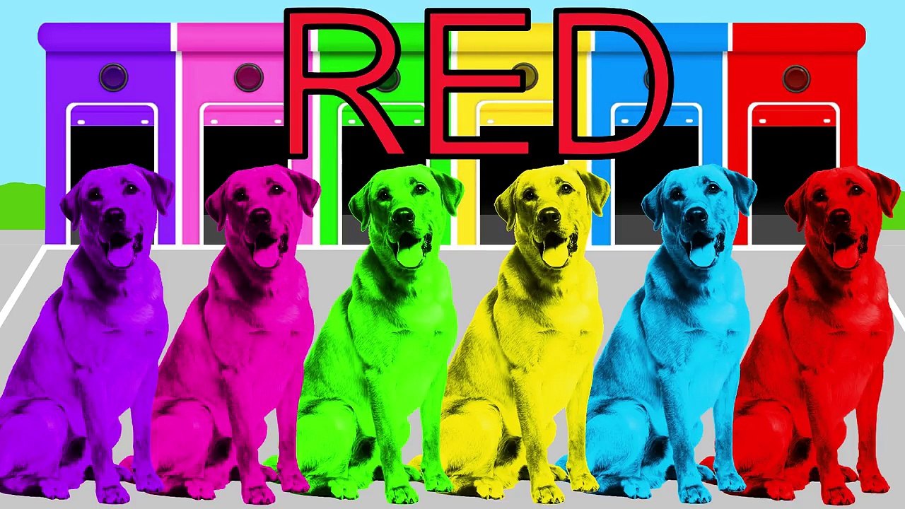 Learn Colors with funny Dogs & Masha and the Bear – Videos compilation and Nursery Rhymes for Kids