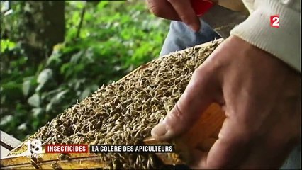 Insecticides : les apiculteurs en colère