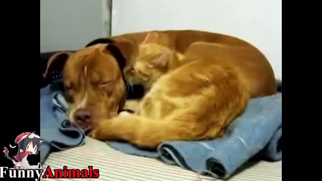 Pitbull Playing With Cats - Pitbull Vs Cat and Kittens Compilation 2017
