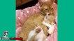 The Amazing Cats Hugs Kitten ►Mom Cat Hugging and Kissing Baby Kittens Video Compilation 2017