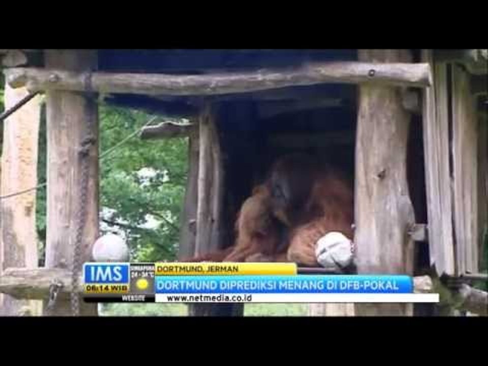 IMS - Prediksi orangutan jelang final perebutan Piala Jerman