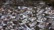 NET12 - Pasokan ikan berkurang akibat cuaca buruk pengelolah ikan asin menurun di Tegal