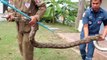 Ils découvrent un python de 4 mètres dans une machine à laver