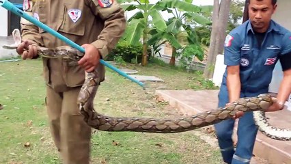 Download Video: Ils découvrent un python de 4 mètres dans une machine à laver