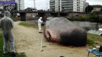 Megalodon Shark Caught on Tape Eats Great White, Real Dragon, UFO Sightings 2017 - the Best