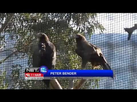 Persahabatan Cheetah dan Anjing di kebun binatang San Diego - NET12