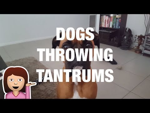 Sassy Dogs Throwing Tantrums