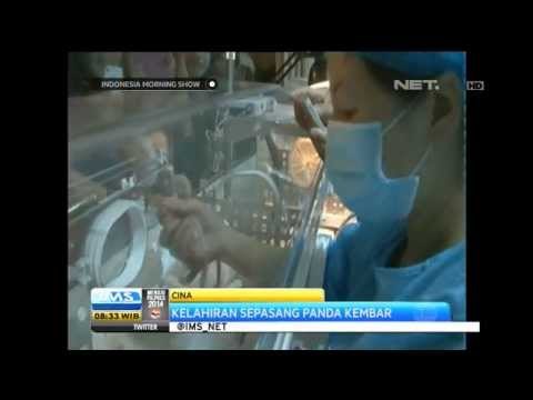 Lahirnya sepasang bayi kembar panda raksasa - IMS