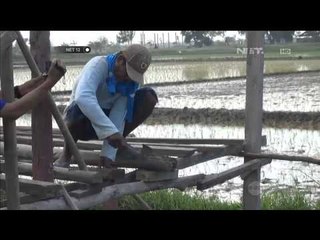 Jelang Lebaran Pedagang Dirikan Warung di Pantura - NET12