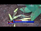 NET12 - Tanaman cabai para petani di Sumenep membusuk akibat terus diguyur hujan