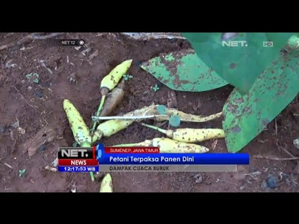 NET12 - Tanaman cabai para petani di Sumenep membusuk akibat terus diguyur hujan
