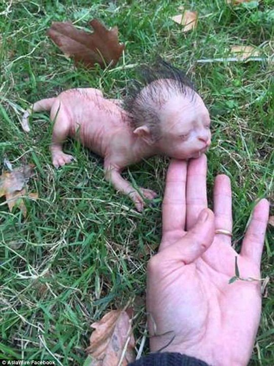 Malaysian cops deny existence of bizarre cat-like creature