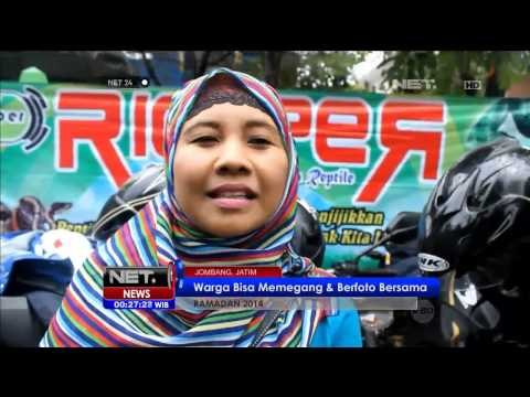 Ngabuburit komunitas reptil - NET24