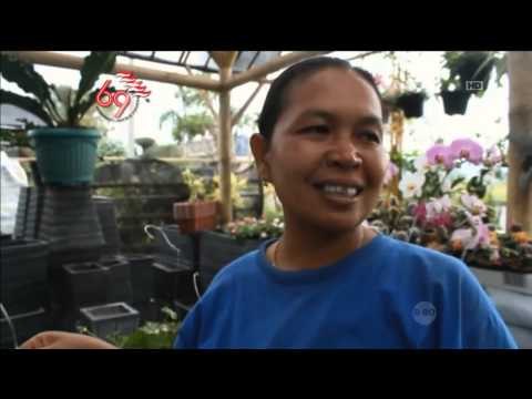 Bunga Merah Putih Jelang Hari Kemerdekaan - NET12