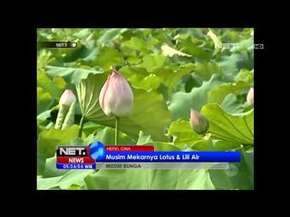 Musim mekarnya lotus dan lili air di Cina - NET5
