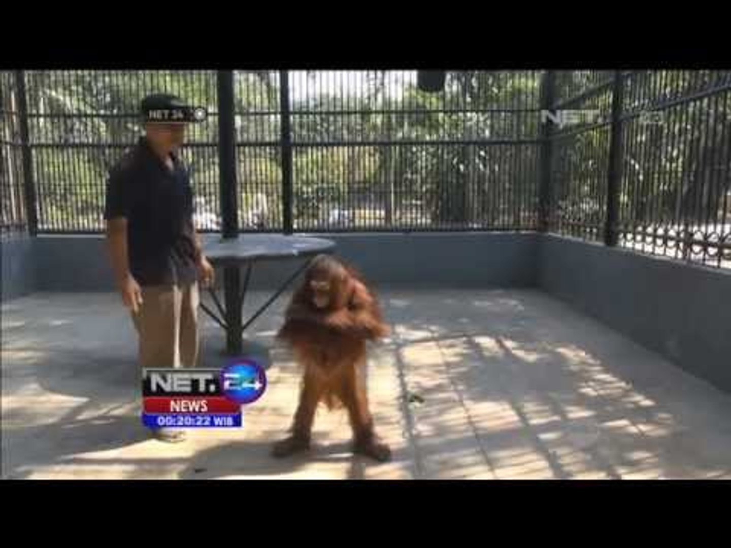 Hari Orangutan Internasional - NET24