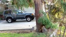 Playful bear cub is too cute