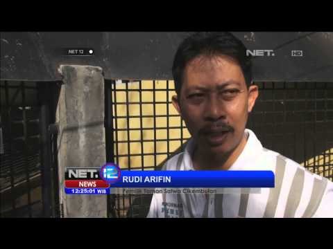 Taman Satwa Garut di Perbaiki - NET12