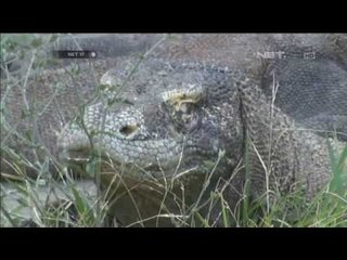 Komodo koleksi KBS mati - NET17