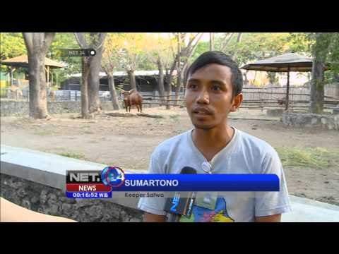 Koleksi satwa di KBS bertambah sepasang Watusi melahirkan - NET24