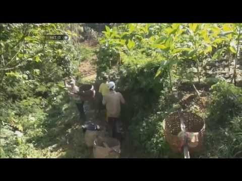 Aktivitas Gunung Slamet tinggi warga belum berencana mengungsi - NET12