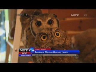 Cafe dengan Tema Burung Hantu -NET24