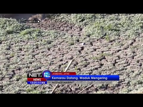Waduk di Jombang mengering akibat kemarau - NET12
