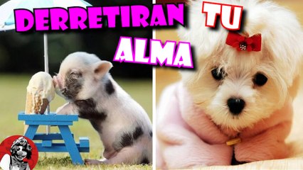 MORIRAS DE TERNURA CON ESTOS ANIMALITOS EXTREMADAMENTE ADORABLES (NIVEL ENCANTADOR)