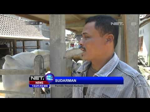 Pemeriksaan hewan kurban banyak hewan ditemukan sakit dan tidak layak - NET12