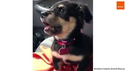 Sassy Dogs Throwing Tantrums