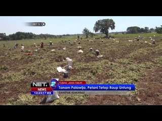 Panen palawija petani raup untung - NET12