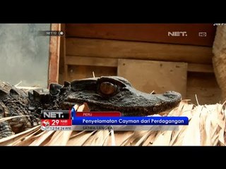 NET12 - Bayi Cayman di Peru berhasil diselamatkan dari perdaganan gelap